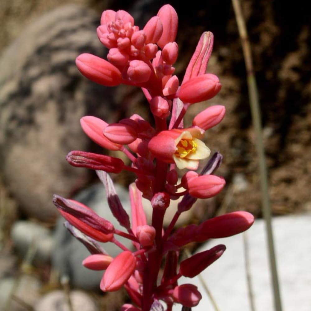 Red Yucca Live Plant, Yucca Succulent Plant Potted 4 to 8 Inch Tall, Live Outdoor Garden Plants in 4" Pot