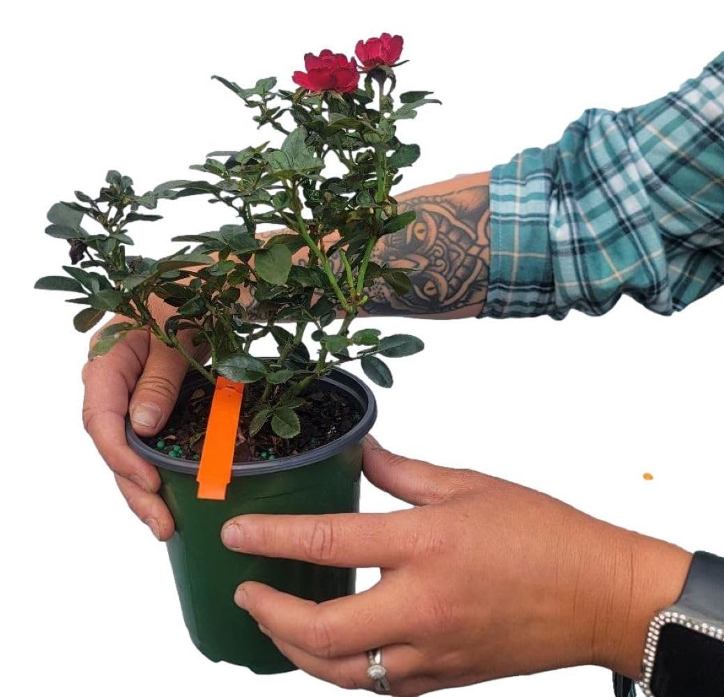 Petite Knock Out® Rose - Live Plant - (1 QT)