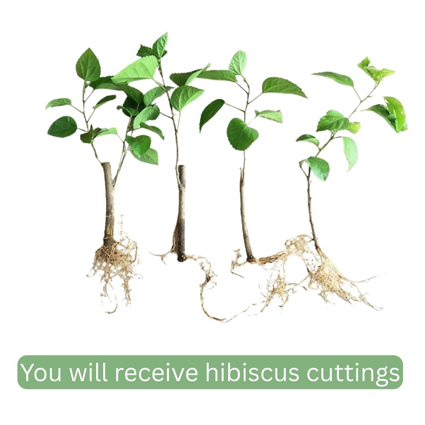 7 Hibiscus Cutting, Well-Rooted Hibiscus Flowers, Tropical Flowering for Indoor Outdoor Planting (Orange)