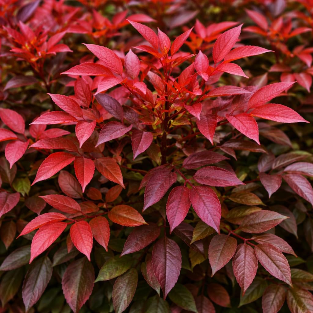 Obsession Nandina 3-Gallon