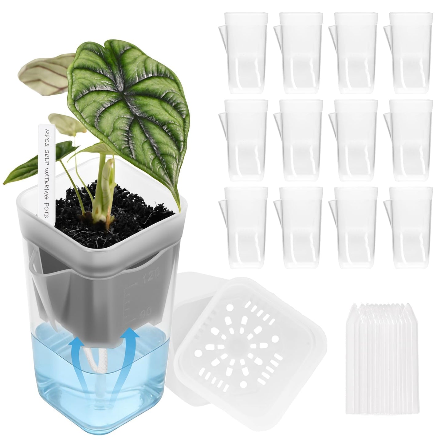 FIMXSD 12 Pack 2" Small Self-Watering Planter Pots - Mini Clear Seed Starter Pots with Visible Water Level, Plastic Nursery Pots for Succulents, Herbs, and Propagation - Includes 12 Plant Labels