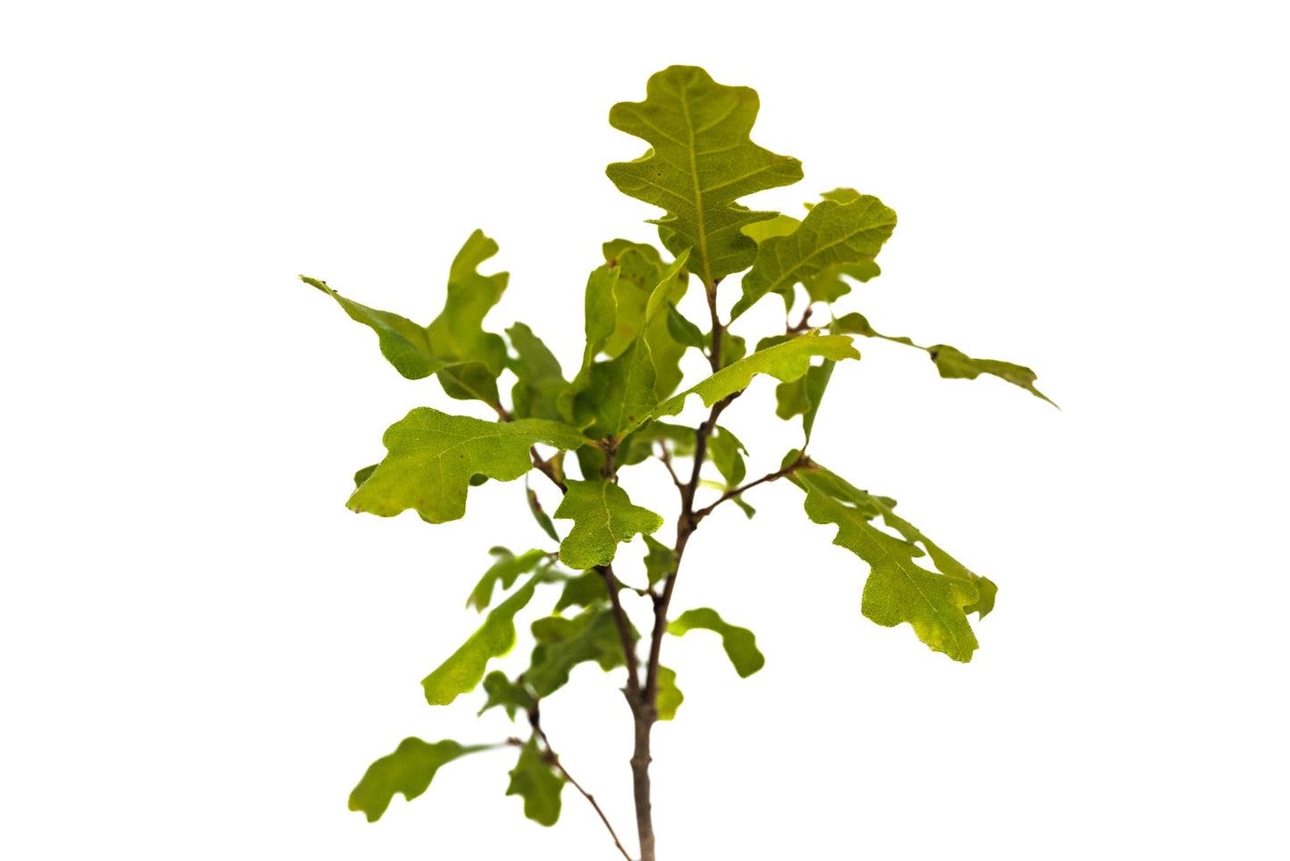Valley Oak | Medium Tree Seedling | The Jonsteen Company