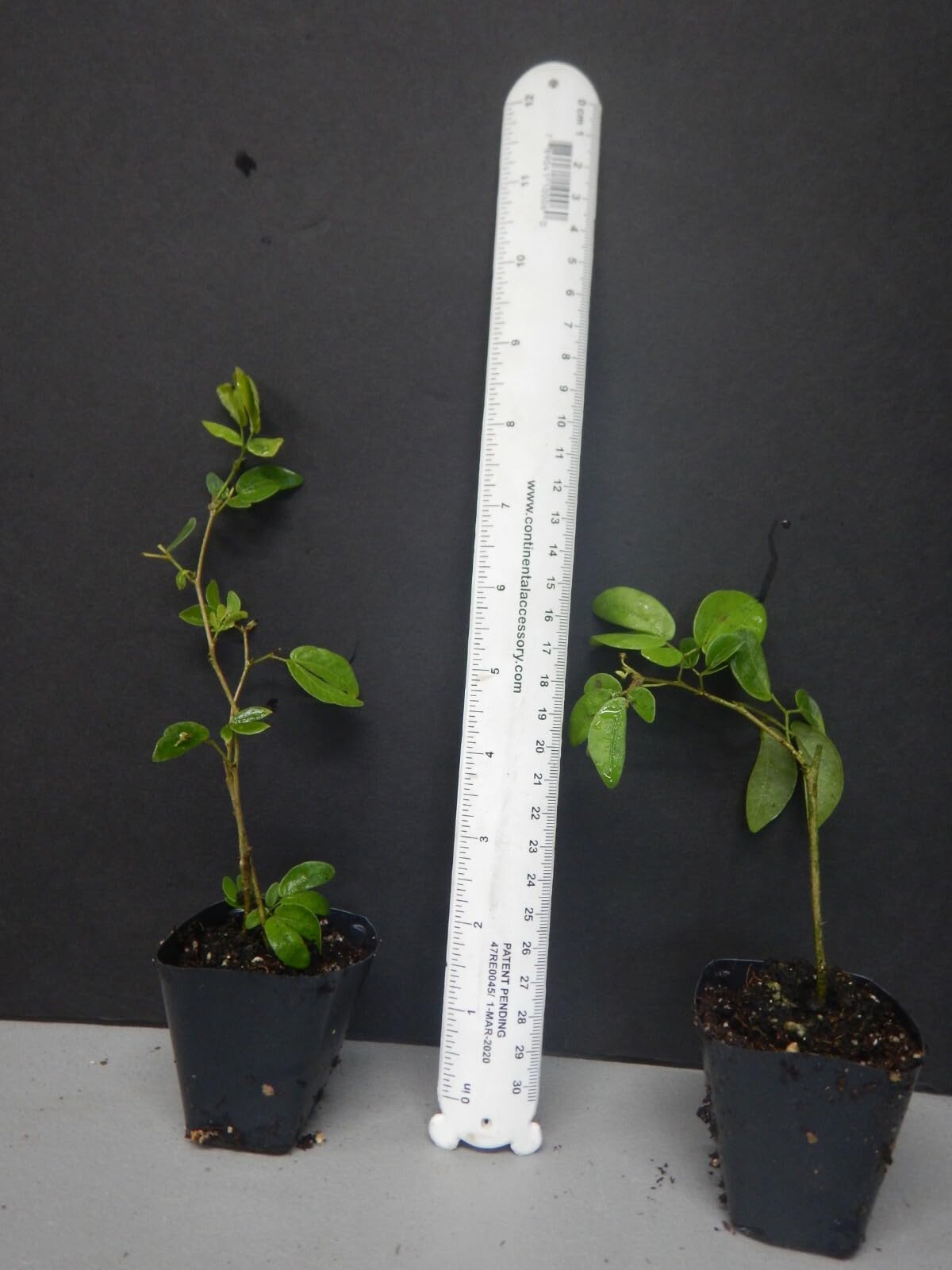 Live Plant - RED Dwarf Powder PUFFStarter PlantCalliandra HaematocephalaHummingbird Heaven