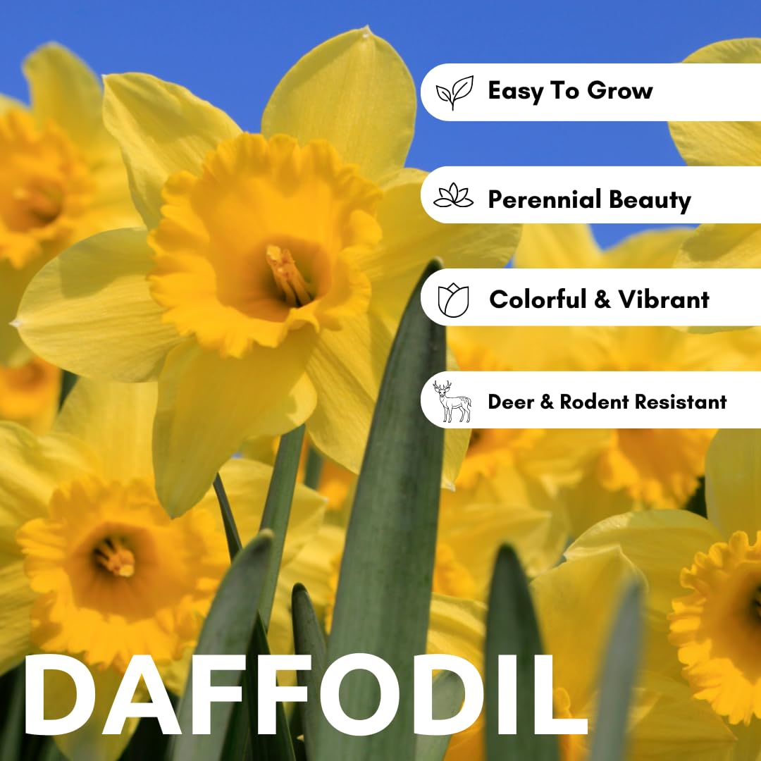 5 Yellow Daffodil Bulbs - Large Giant Narcissus Flowers | Easy to Grow Fall Planting Bulbs for Vibrant Spring Blooms