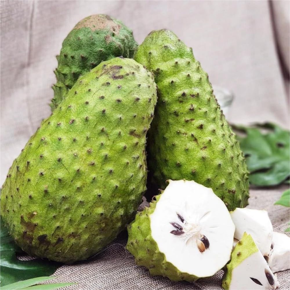 Soursop Tree Plant Live, Well Rooted Sweet Soursop Fruit Plants, Annona Muricata Soursop Tree, Container and Garden Growing