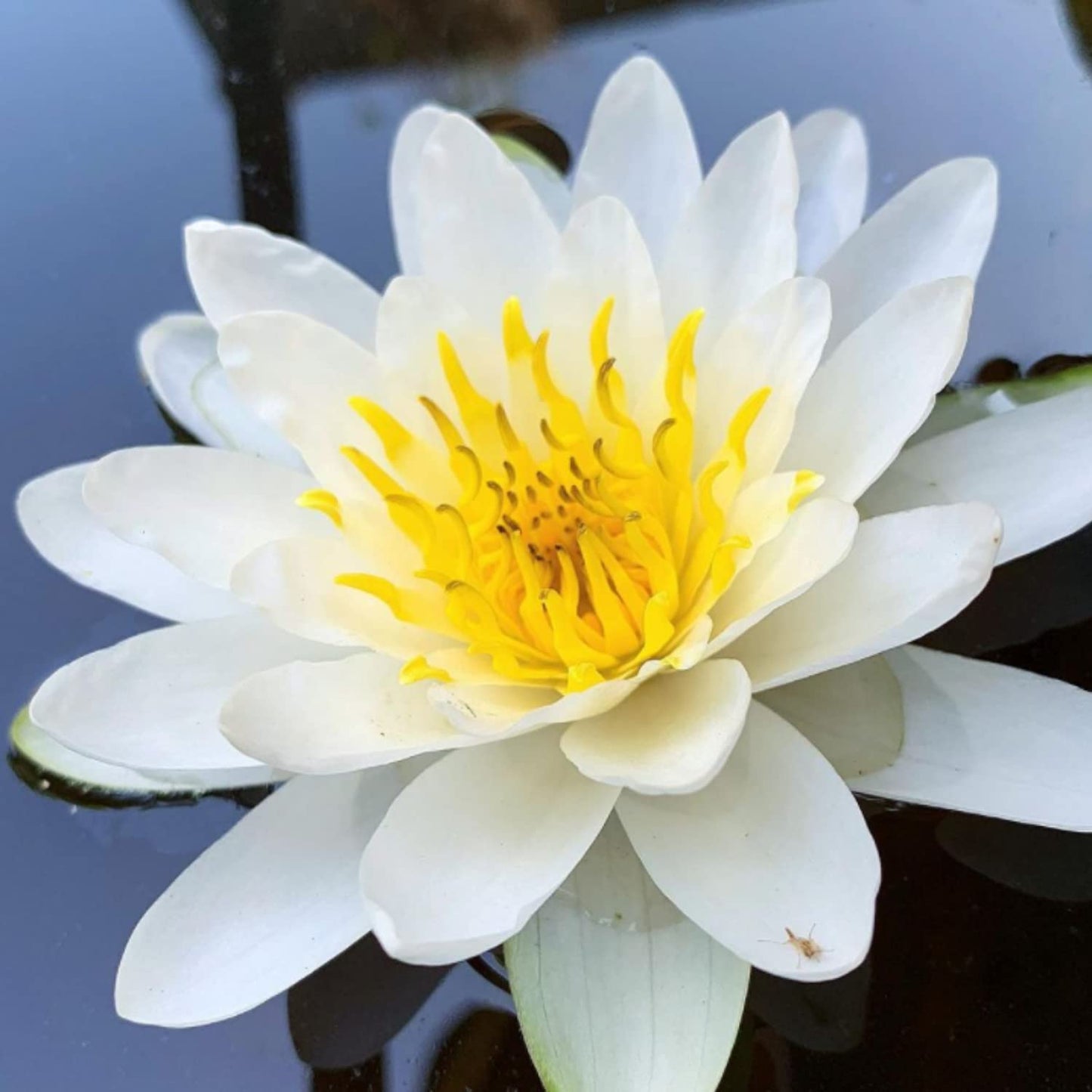 Mainam White Nymphaea Colossea Live Aquarium Plant Hardy Water Lilies Tuber for Freshwater Fish Pond Balcony