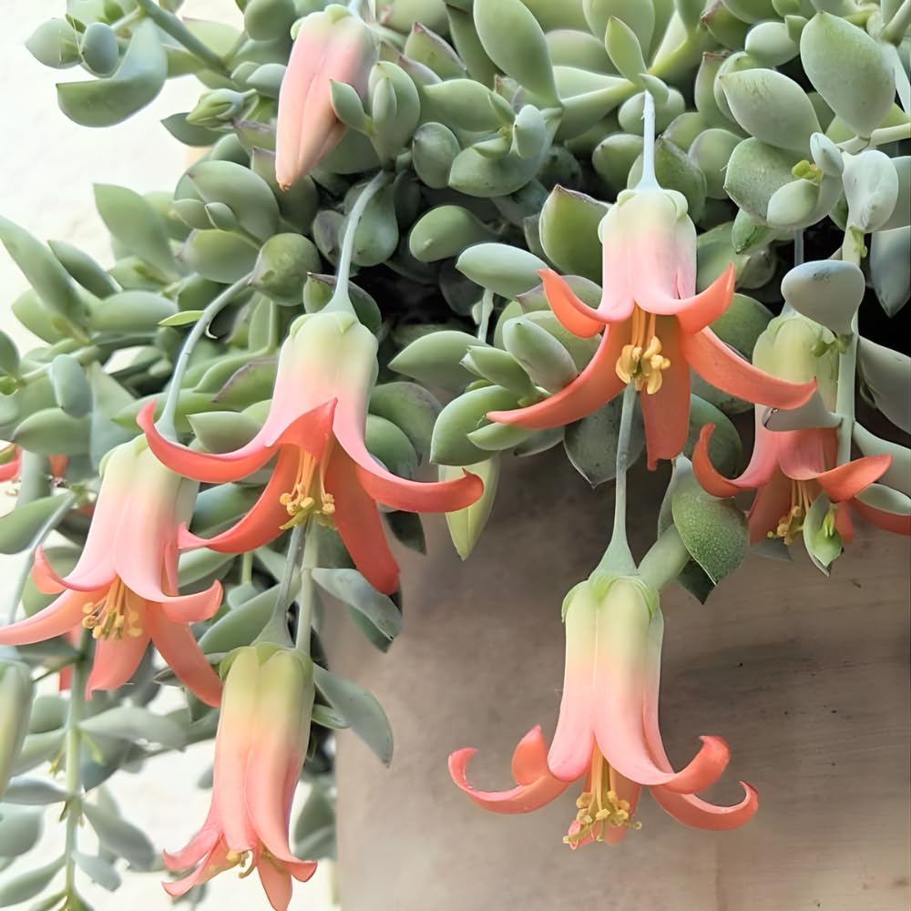 Cotyledon Pendens Succulent Plant Live – 4 Inch Pot | Rare Trailing Houseplant | Easy-Care Indoor Succulent
