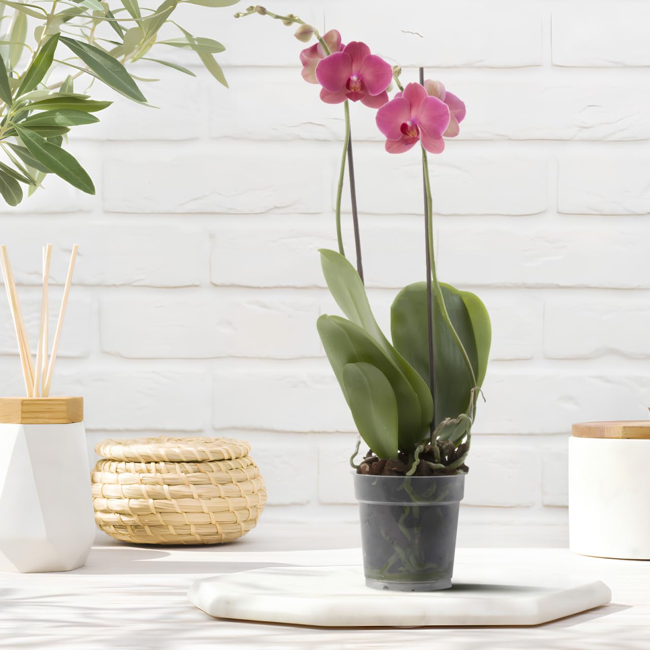 Totority Clear Orchid Nursery Pots 10-Pack 3.5-Inch Transparent Root-View Plastic Cups with Drainage Holes for Healthy Seedlings, Reusable Indoor & Outdoor Planter for Orchid Growers