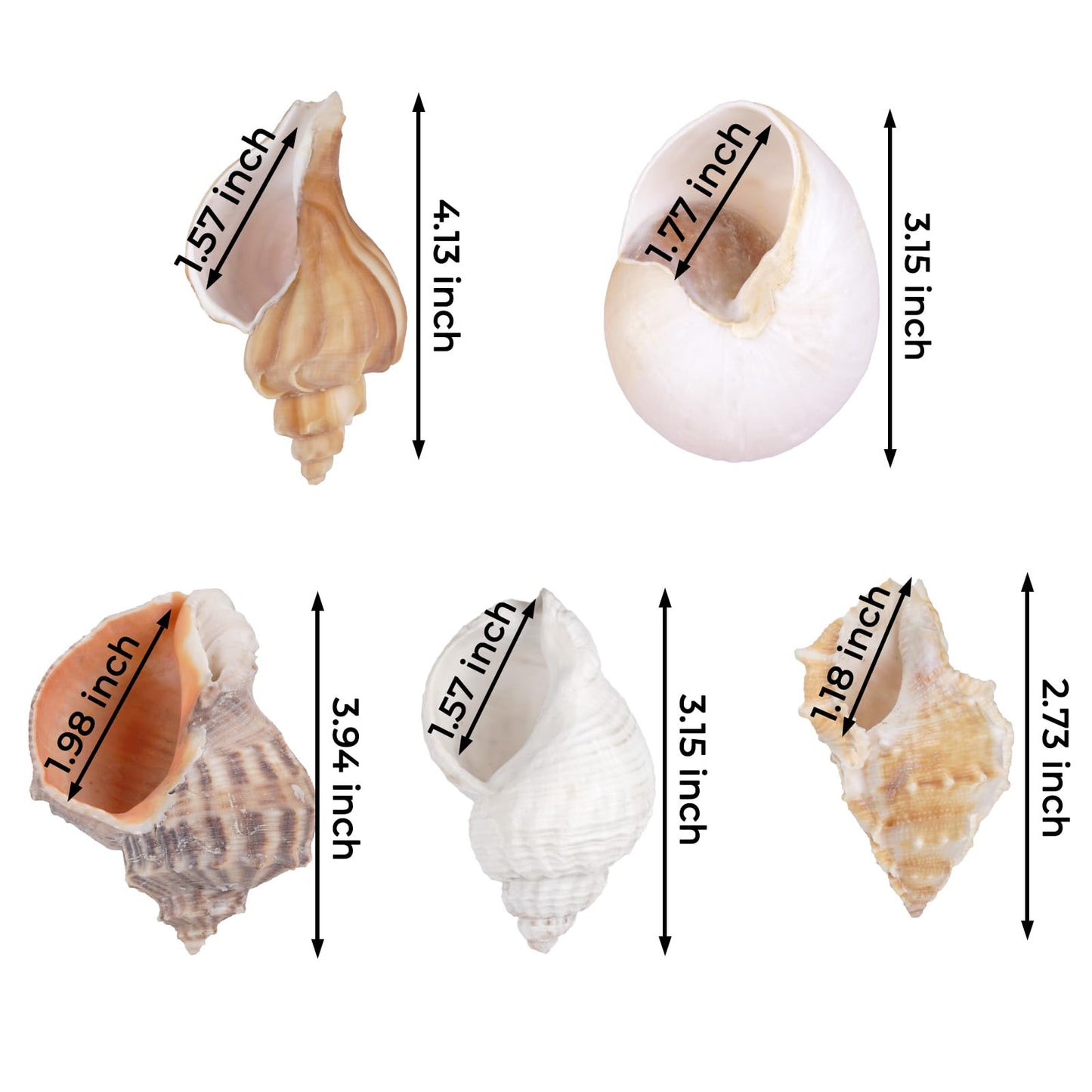 Fectzuea 5Pcs Hermit Crab Shells Natural Sea Conch Size: 2"-3" Turbo Seashells for Hermit Crab Supplies Hermit Crab House for Décor No Paint or Dye (Opening Sizes: 1.2-2 inches)