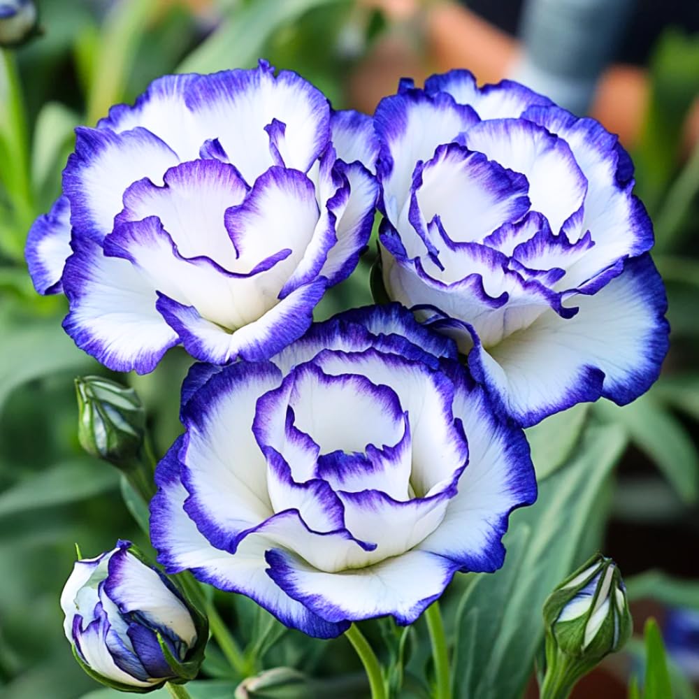 Eustoma Lisianthus Plant Live, Lisianthus Flowers Well Rooted Plug 2-3 Inch Height, Lisianthus Thornless Roses Seedling (Rare Blue Lisianthus)