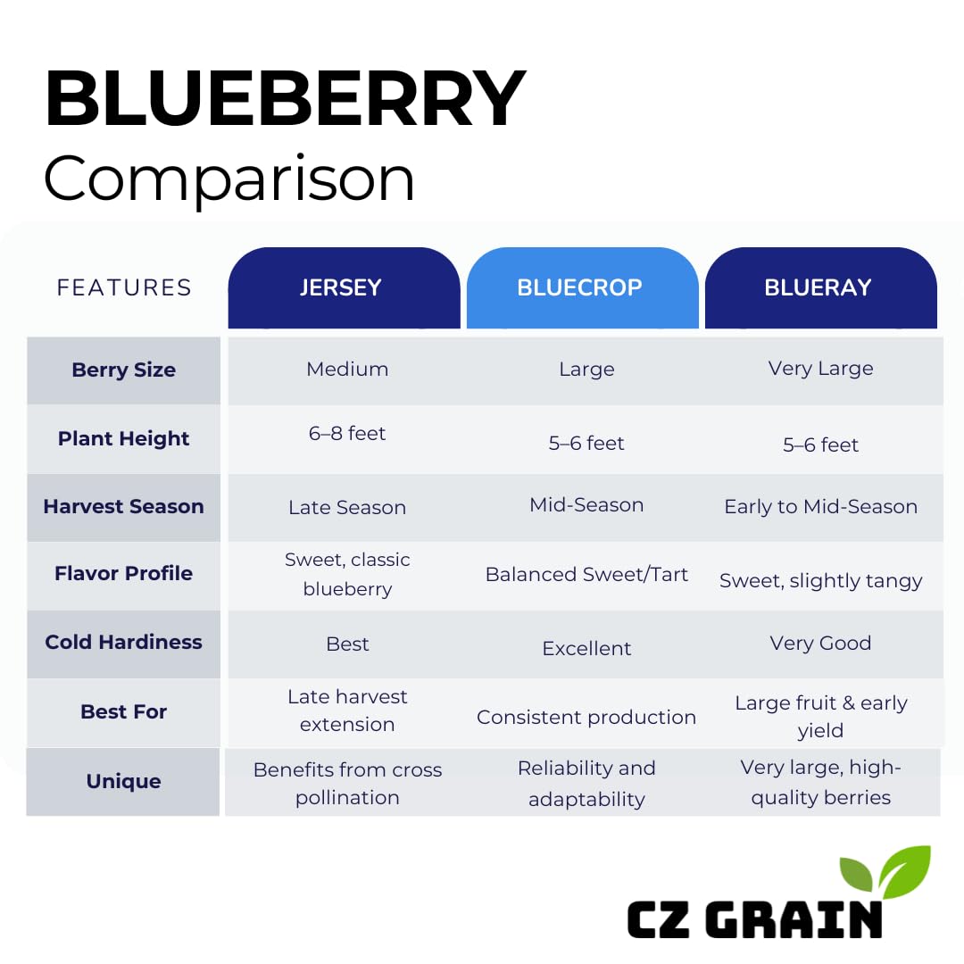 2 Blueray Blueberry Tree Seedlings Live Plant – Fruit Bearing Blueberry Bush Starter – Healthy Rooted Sapling for Outdoor Garden, Patio or Container Growing (2 Plants)