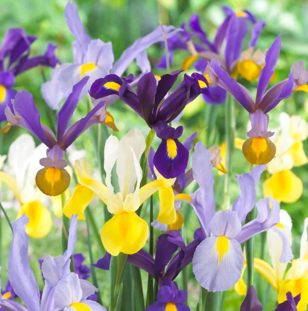Votaniki Dutch Iris Mixed Bulbs - Perennial, Long-Lasting Blooms, Attracts to Pollinators, Iris Flowering Bulbs | Colorful Dutch Iris Bulbs for a Vibrant Garden (12 Pack)