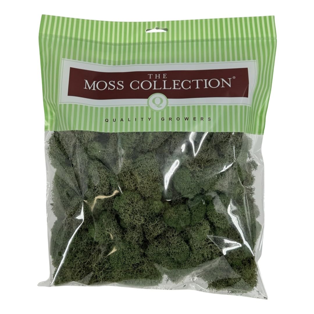 Quality Growers - Preserved Reindeer Moss - Moss for Crafts, Home Decor, Art, Design & DIY Projects - Non-Toxic - USA Made (Basil, Medium)