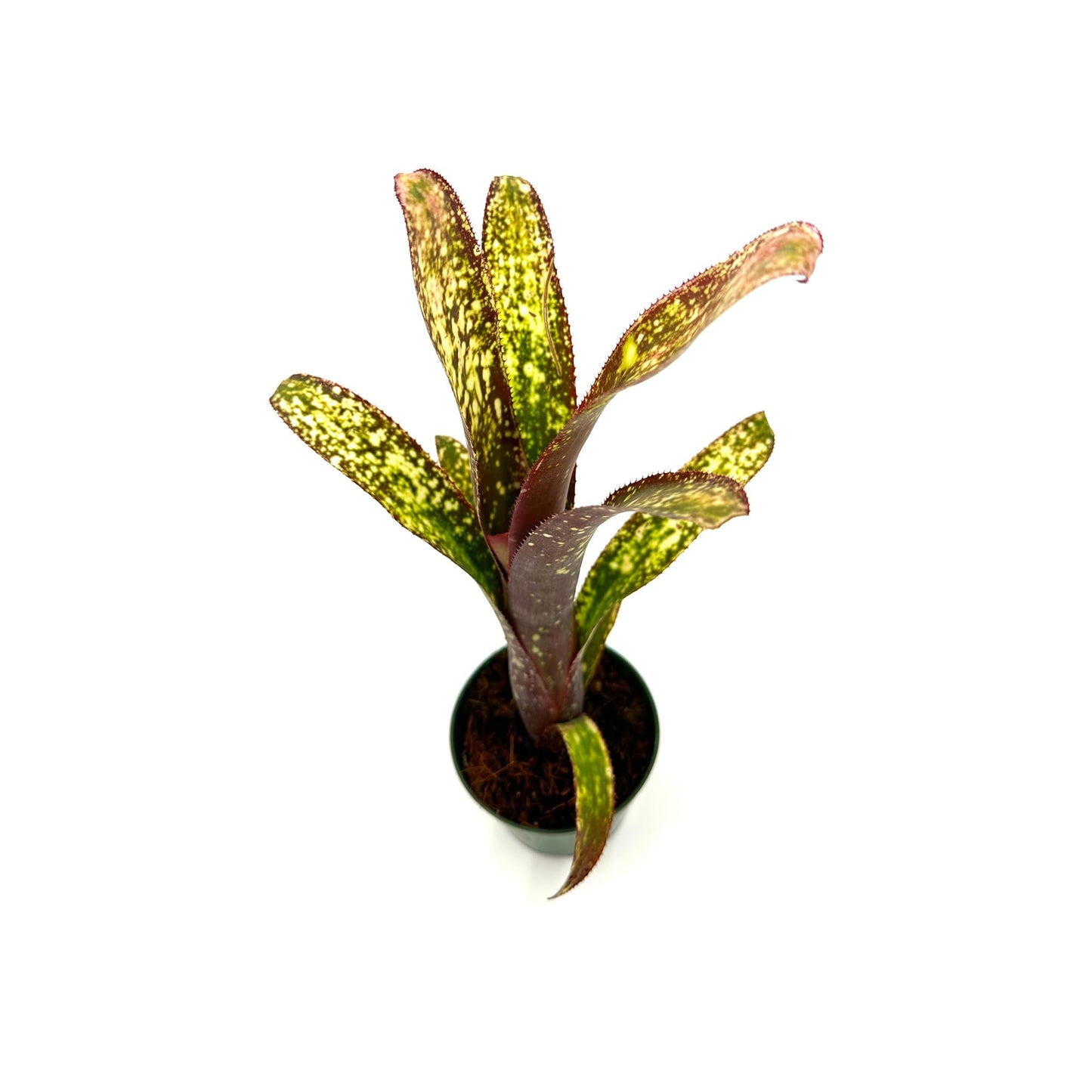 ragnaroc Live Plants – Bromeliad Billbergia Casa Blanca, 8-12" in 4" Pot - 1ct - Live Arrival Guaranteed - House Plants for Home Decor & Gift