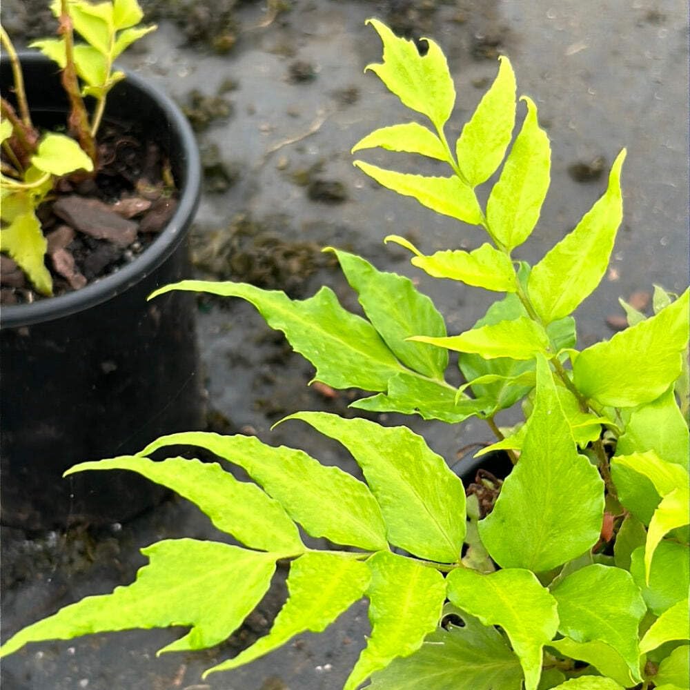 Fern-C. Japanese Holly Fern (1 Gallon)