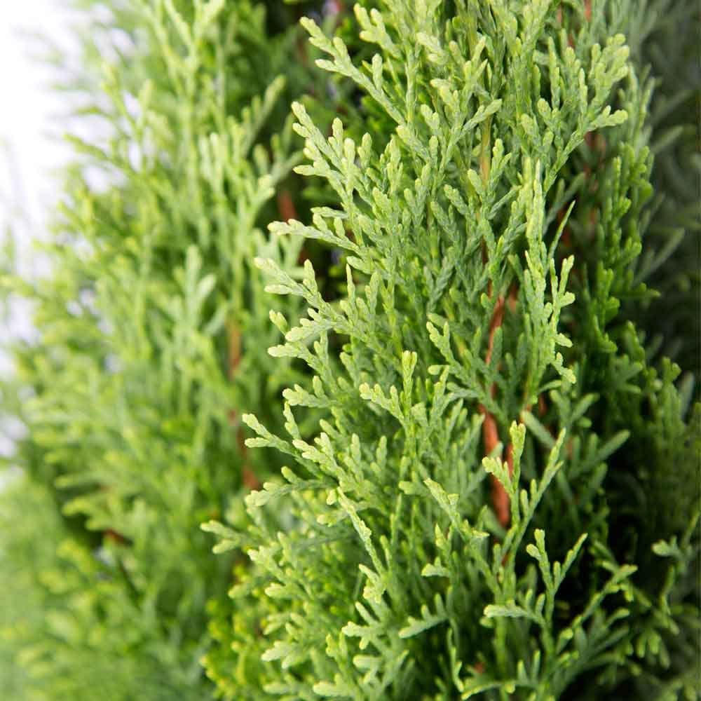 Emerald Green Arborvitae (2.5 Quart) Evergreen Shrub/Tree with Green Foliage - Full Sun to Part Shade Live Outdoor Plant