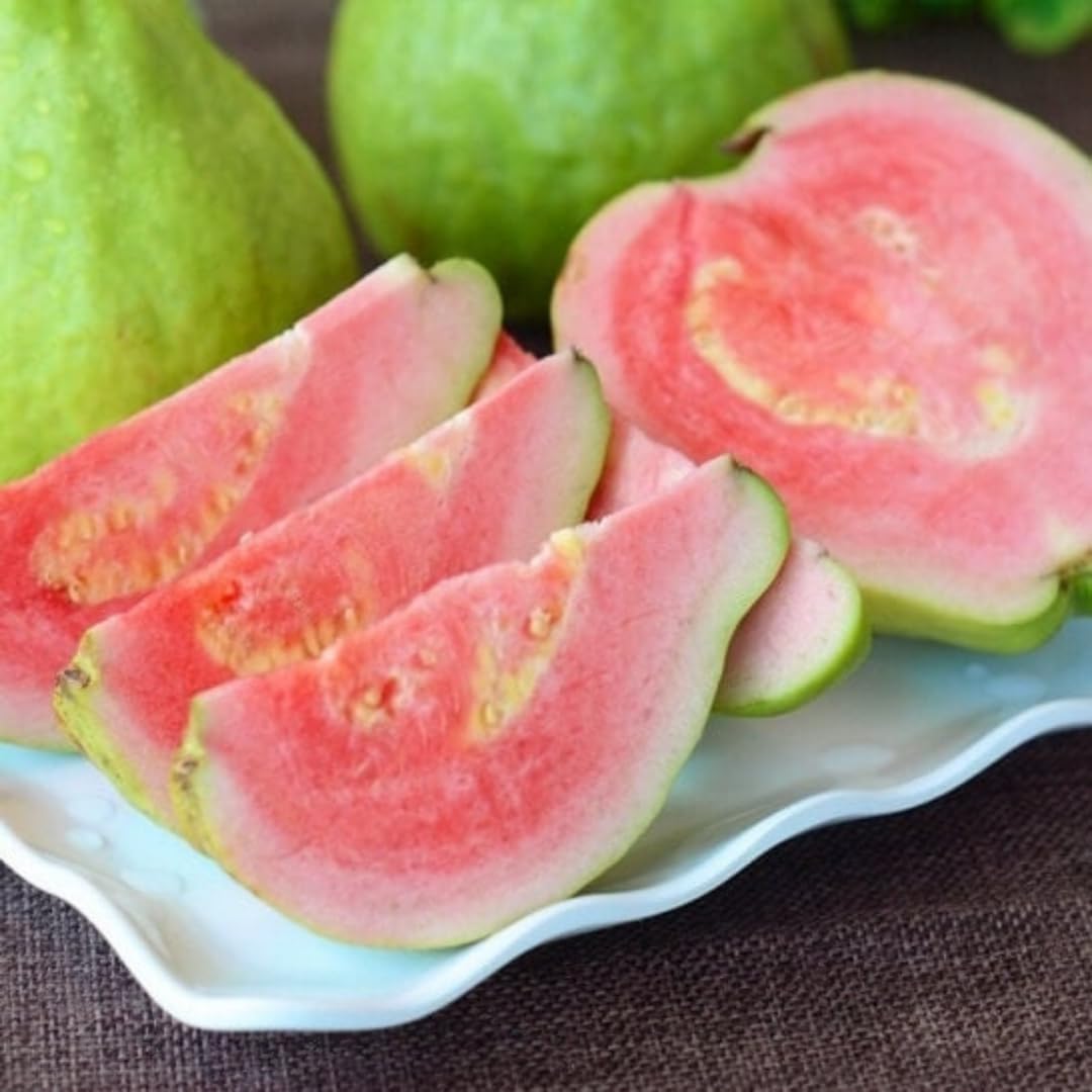 Live Grafted Ruby Guava Tree, Hardy Tropical Guava Plant, Sweet Fruit, 3 to 4 Feet Tall for Outdoor Growing