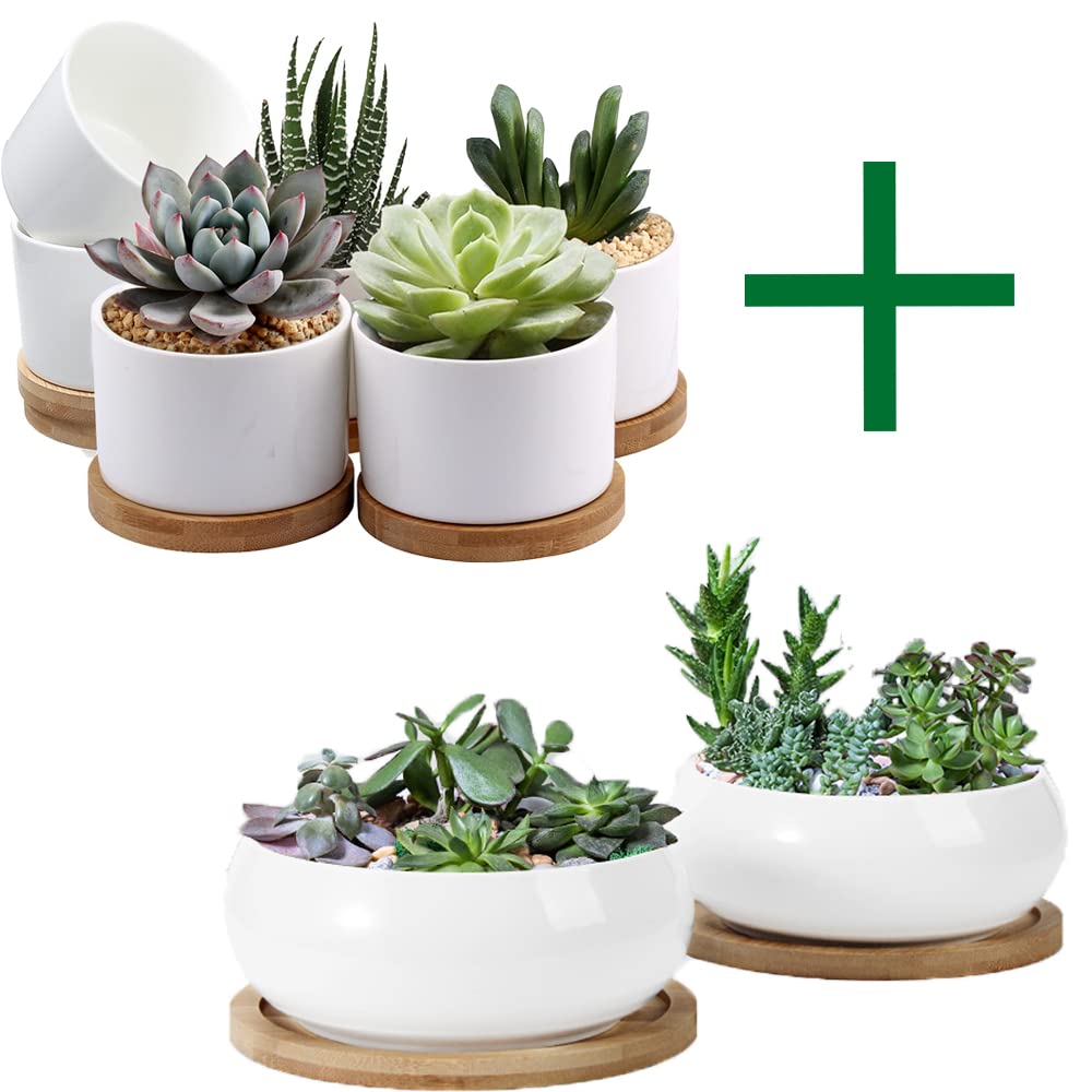 ZOUTOG Succulent Pots, White Mini 3.15 inch Ceramic Flower Planter Pot with Bamboo Tray, 6 inch Ceramic Planters for Indoor Plants, Plants Not Included