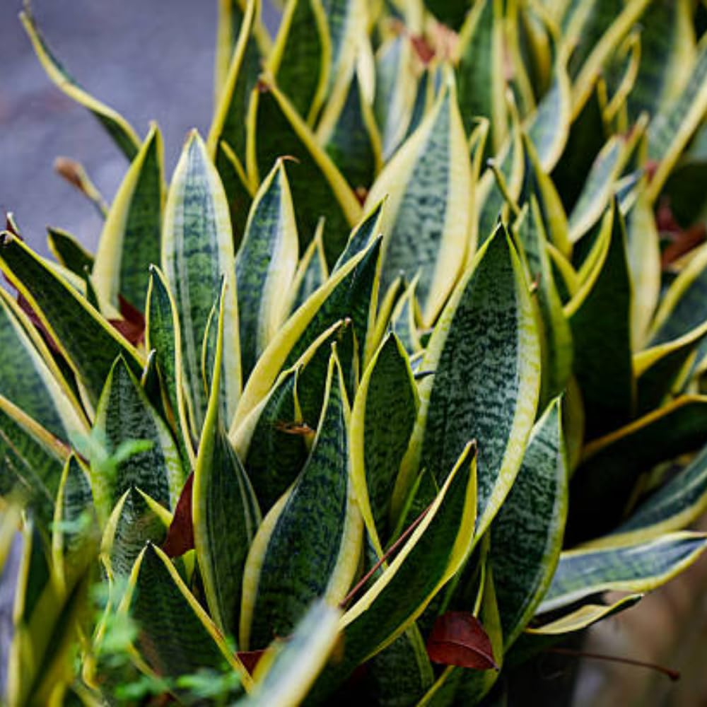 Snake Plant Live, 6" Potted Plant, Easy Care Indoor Greenery, Sturdy Vertical Leaf Plant for Low Light Areas and Desks