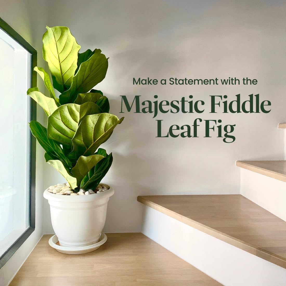 American Plant Exchange Live Fiddle Leaf Fig – 10-Inch Pot –Bold Leafy Indoor Plant for Bright Spaces