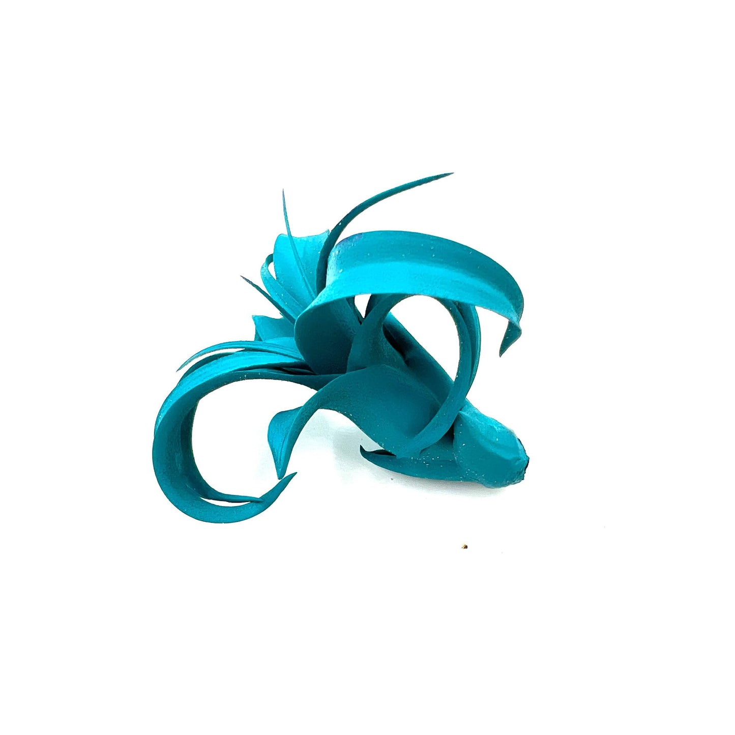 ragnaroc Air Plants - Dyed Tillandsia Xerographica Pup, Large 2-4" (Miami Teal) - 1ct - Live Arrival Guaranteed - House Plants for Home Decor & Gift