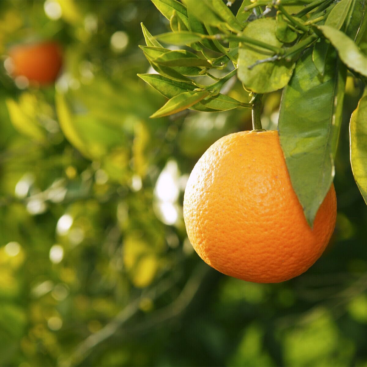 2 Valencia Orange Trees - 2-5 Inch Tall Live Plants - Potted Indoor/Outdoor Fruit Seedlings - Citrus sinensis 'Valencia' - (2 Pack)