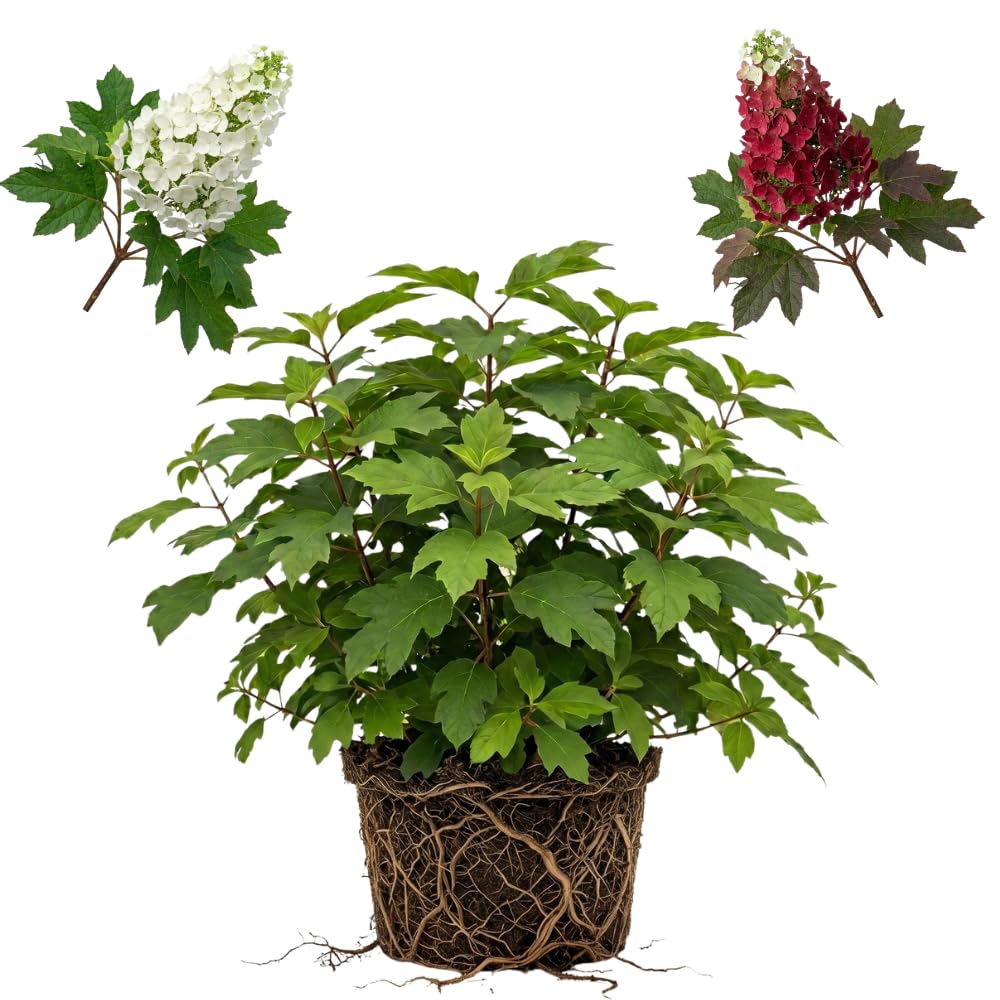 Ruby Slipper Oakleaf Hydrangea Live Plant in Quart Pot, 6-10" Tall Hydrangea Plants Trees Shrubs, Low Maintenance Compact Flowering Shrub for Borders, Garden Beds & Outdoor Landscaping