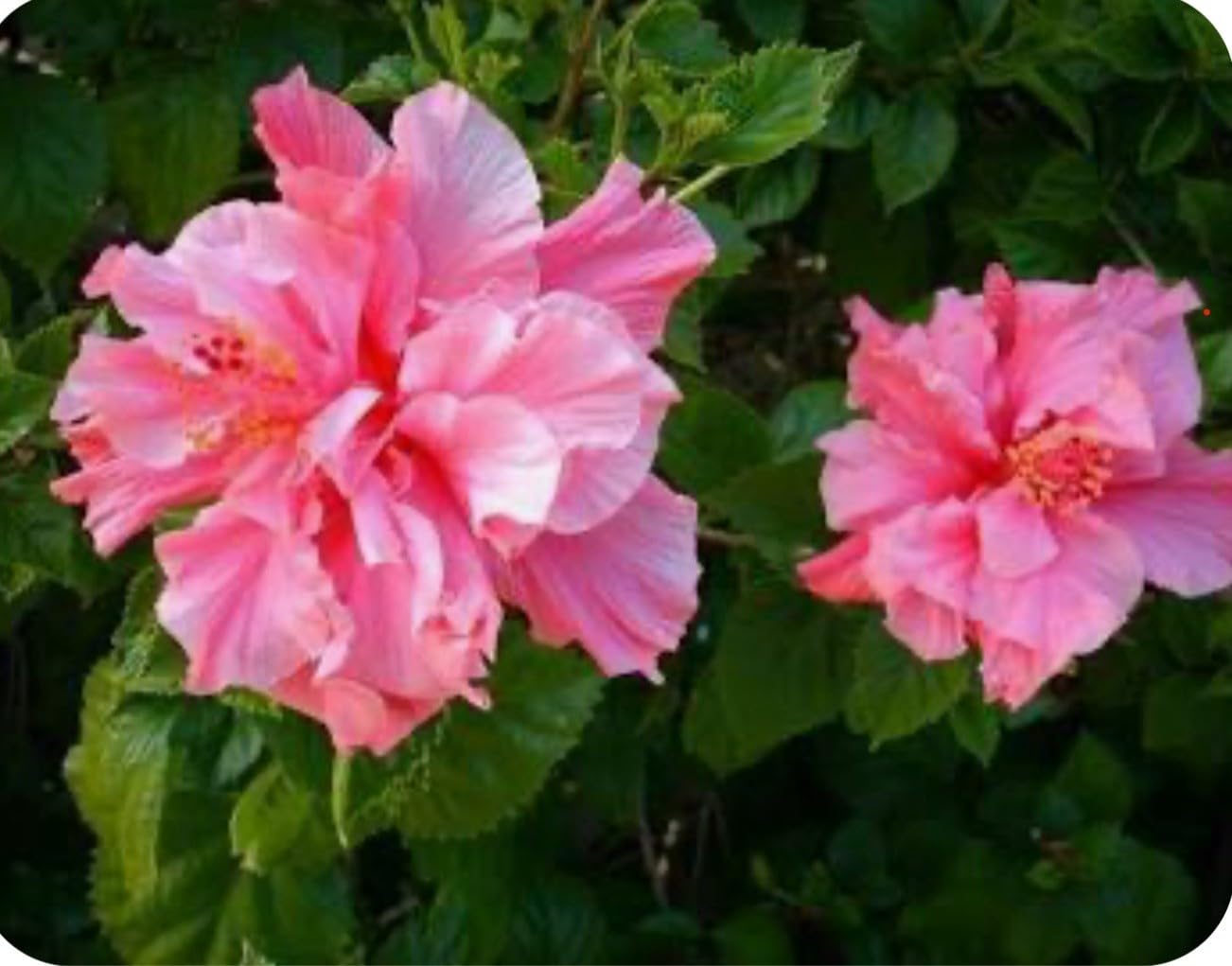 Live Plant - Kona Hibiscus-Small Rooted Starter Plant-Hibiscus Rosa-sinensis