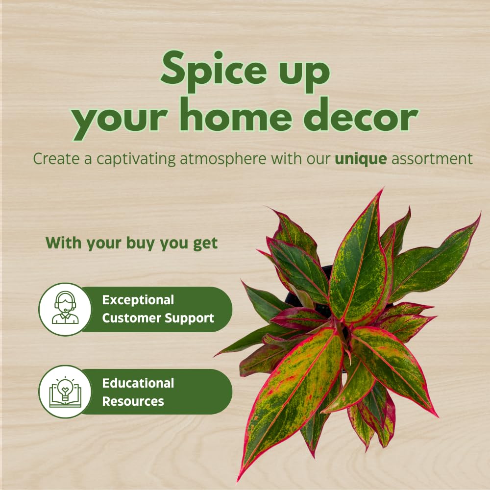 BubbleBlooms Aglaonema Assortment 4 inch Pots Set of 3 Chinese Evergreen