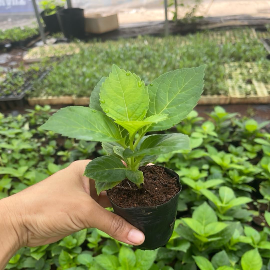 Hydrangea Bush Tree Plants Live, 5-9" Tall, No Pot, Dormant in Winter, Change Color Perennial Planting Indoor Outdoor, Long Lasting Blooms Flower (Can Trim as Tree, Pink White)