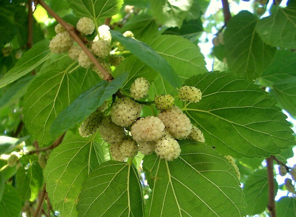 Starter Live Plants of White Mulberry Tree (Morus Alba) - Beautiful All Year Round - USDA Zones 4 to 8 (3 Plants)