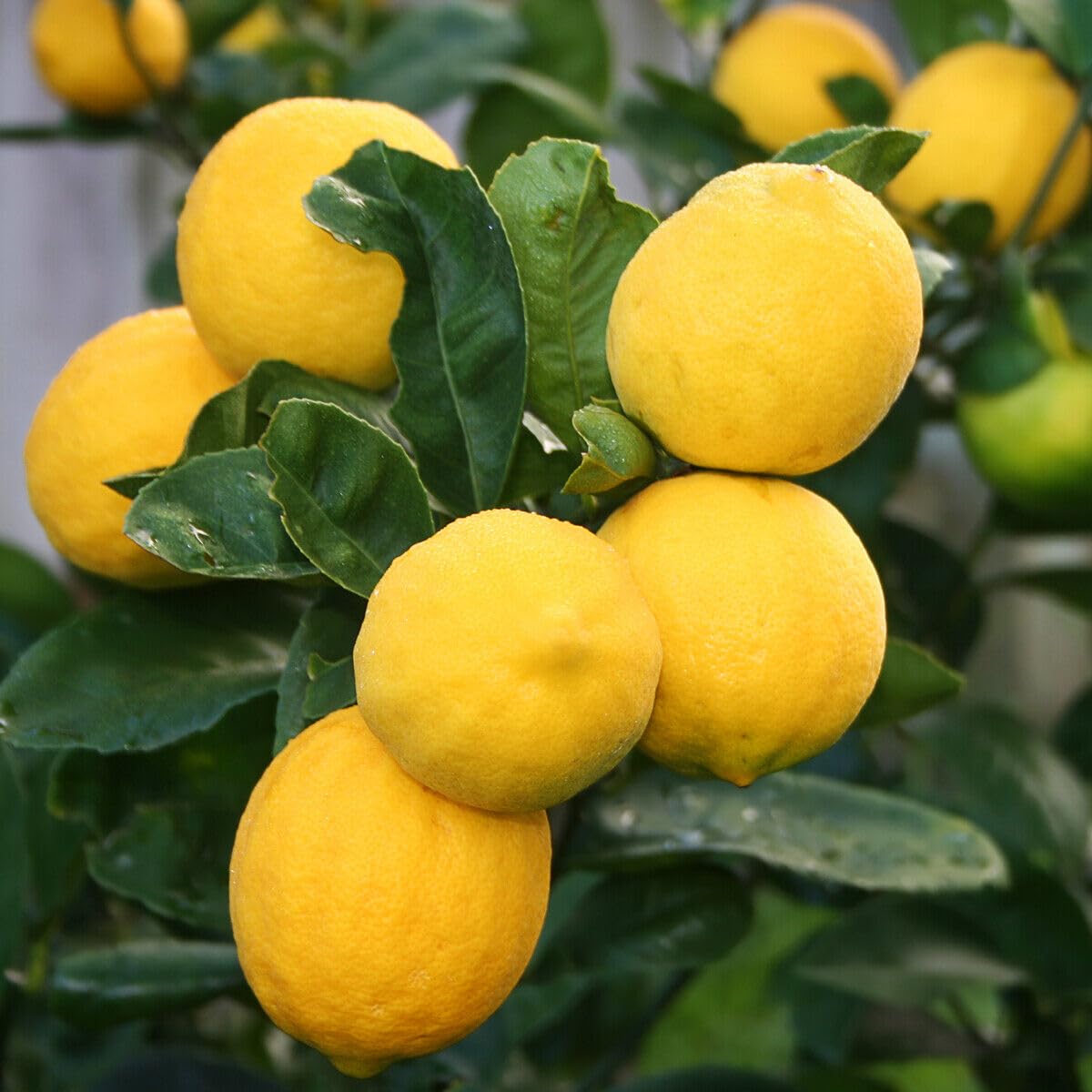 Live Meyer Lemon Tree - 2-5 Inch Tall Live Plant - Potted Seedling - Yellow Lemon Fruit Plant - Citrus x meyeri