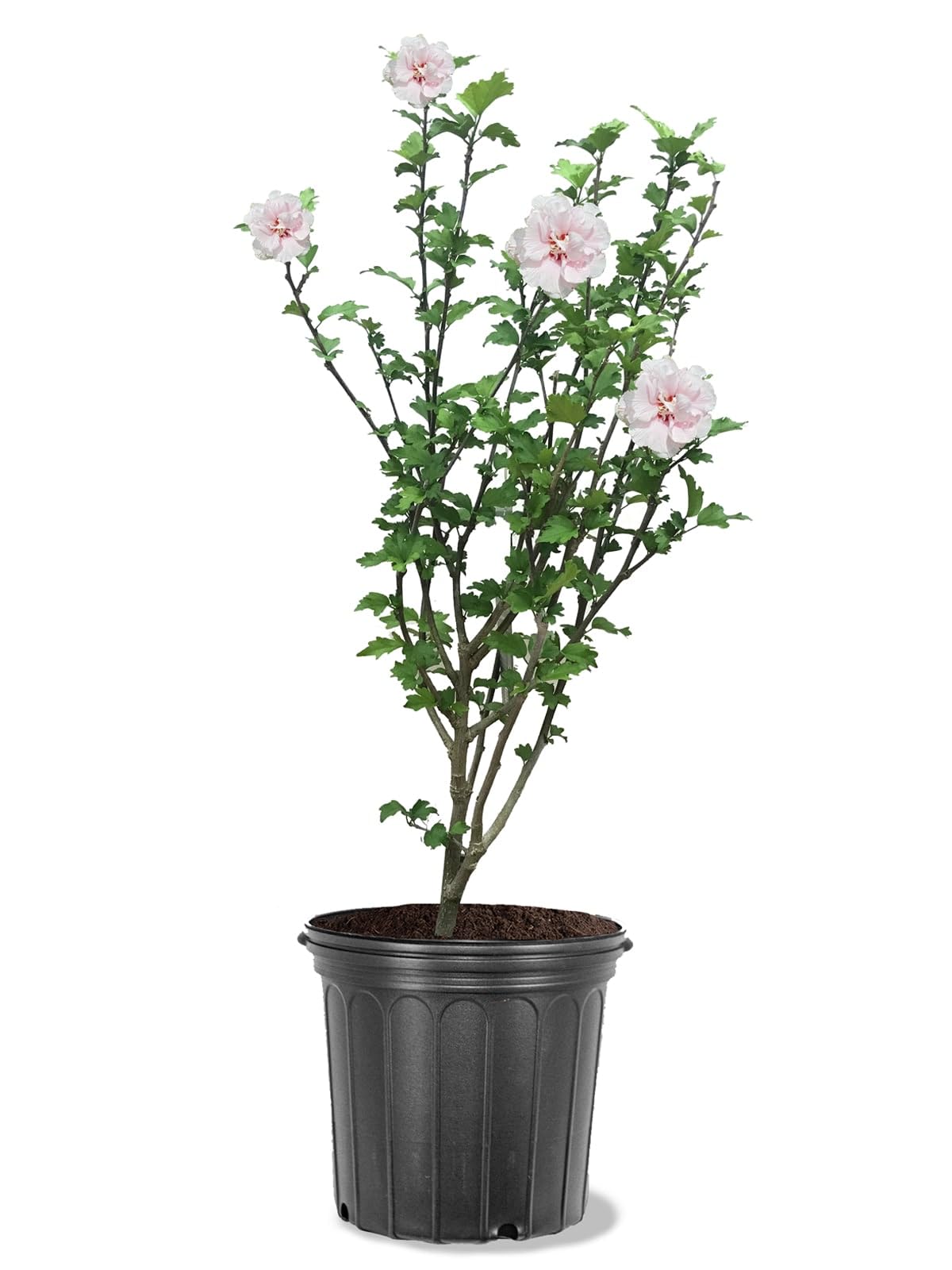Bob’s Supreme Camellia – Evergreen Flowering Shrub with Large Red Blooms, Hardy Garden Plant for Borders, Containers & Landscapes (2 Gallon/Potted/Set of Two)