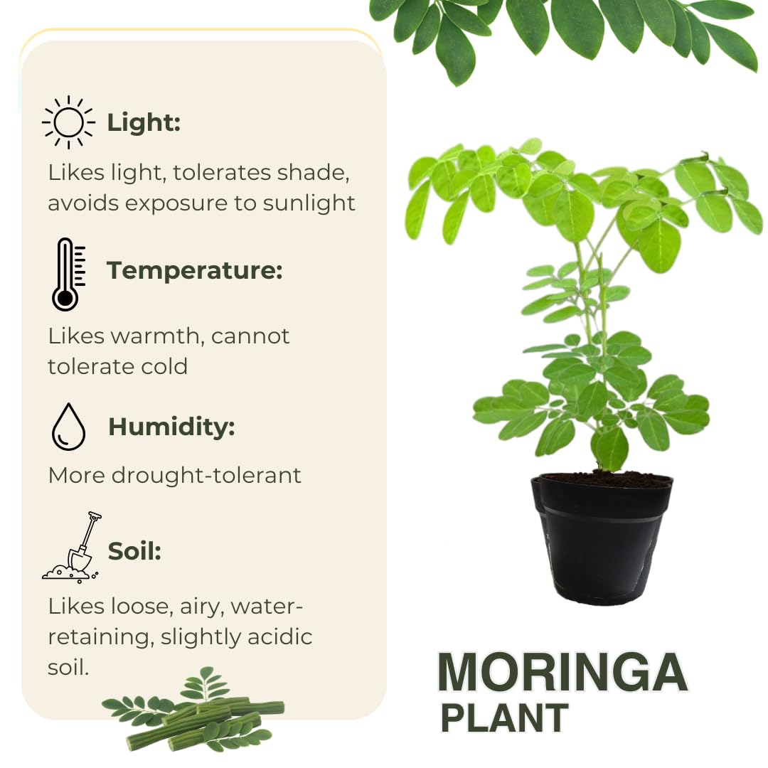 3 Months Old Moringa Oleifera Tree Live Plant, Moringa Plant Potted, Well-Rooted Drumstick Trees Ready to Grow Outdoor