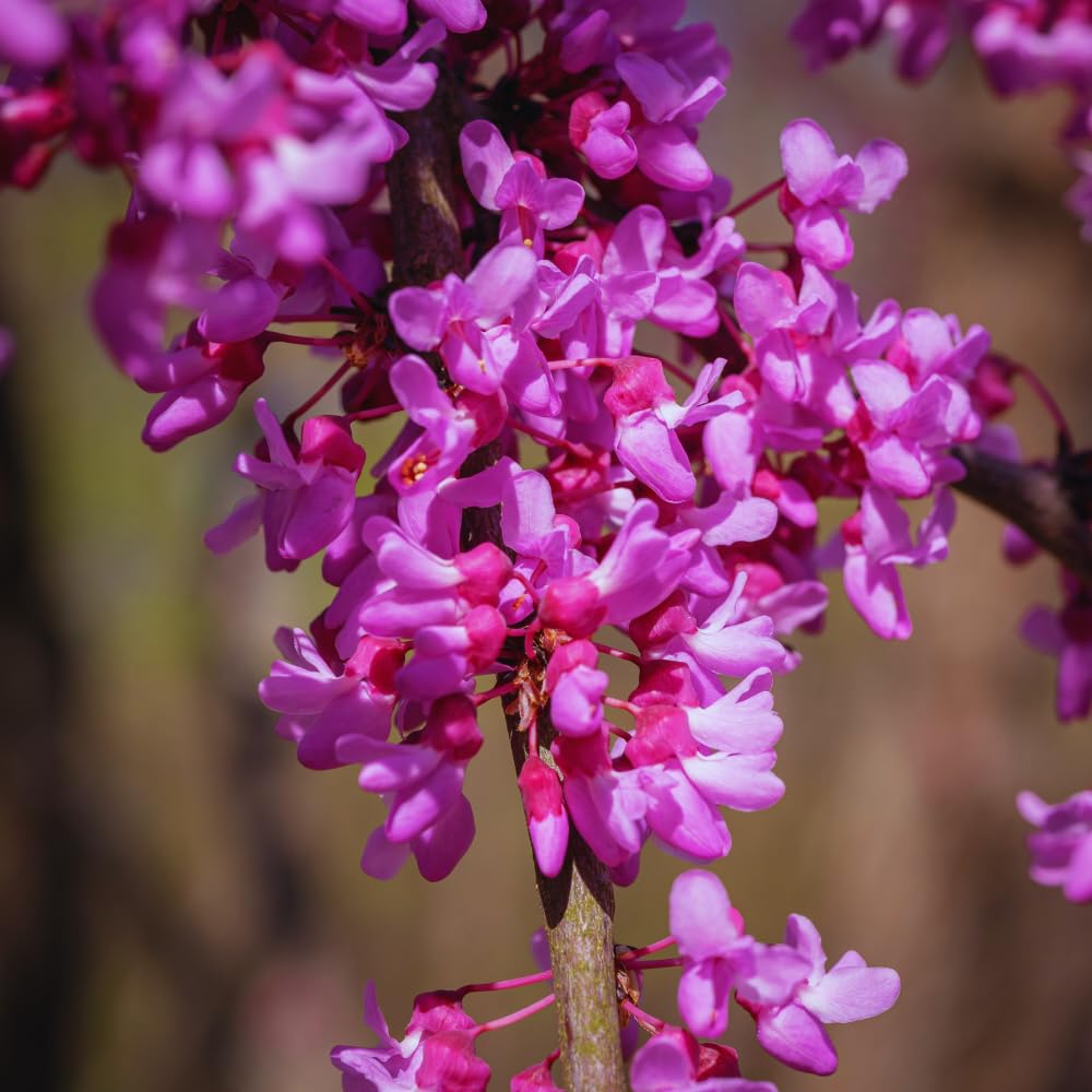 Eastern Redbud Tree Live Plant, Red Bud Tree Plant for Gardening, 1-2 Years Old, 8-10 Inches Tall