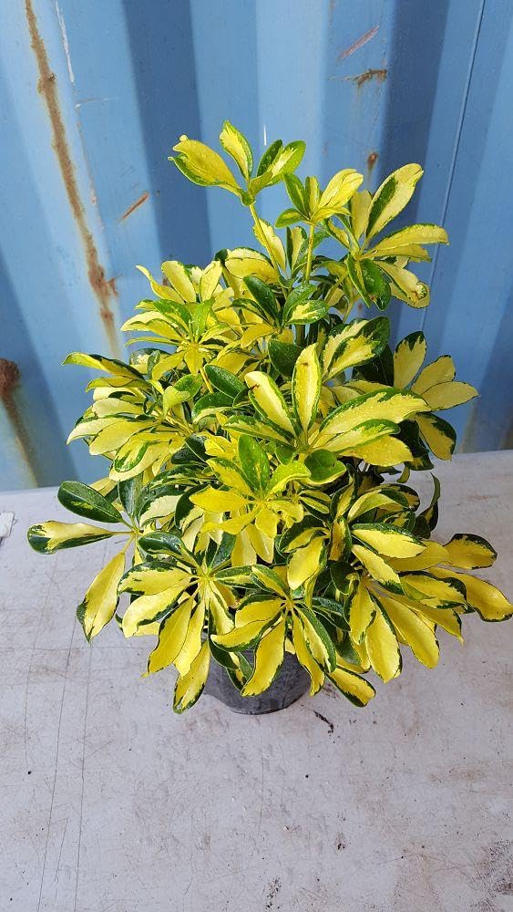 RedCrocus - RedCrocus Trinette Umbrella Plant Schefflera arboricola Variegated Indoor Outdoor Foliage Decor 10" Pot