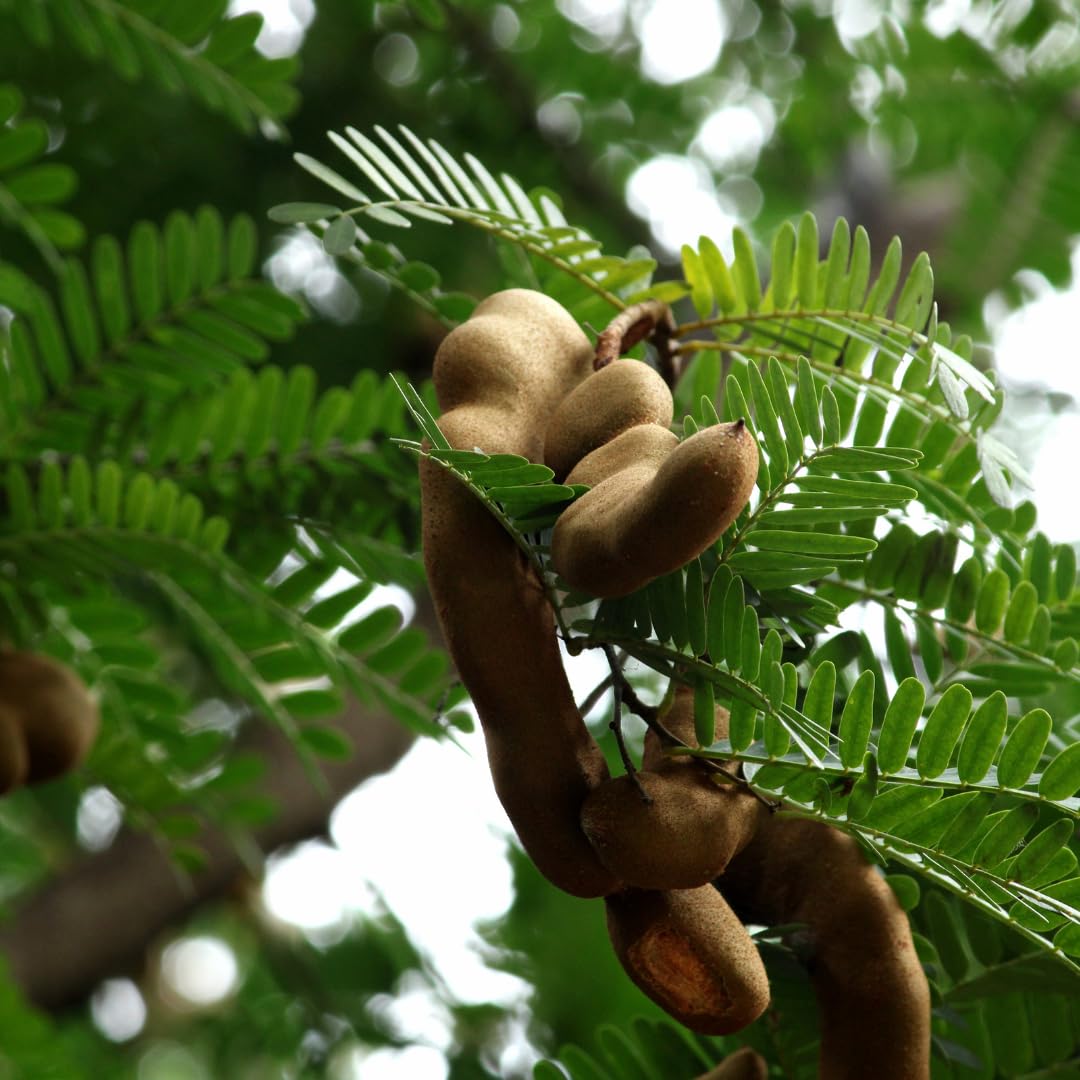 Live Tamarind Tree, Sour Tamarind Fruit Tree, 2–3 Feet Tall in 3 Gallon Pot, Ready to Grow, No Ship to CA
