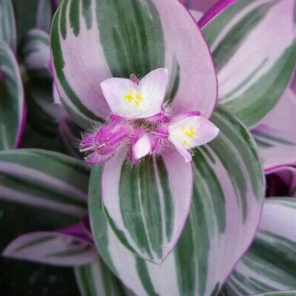 Rare Nanouk Pink Tradescantia - 4" Pot - Collector's Series