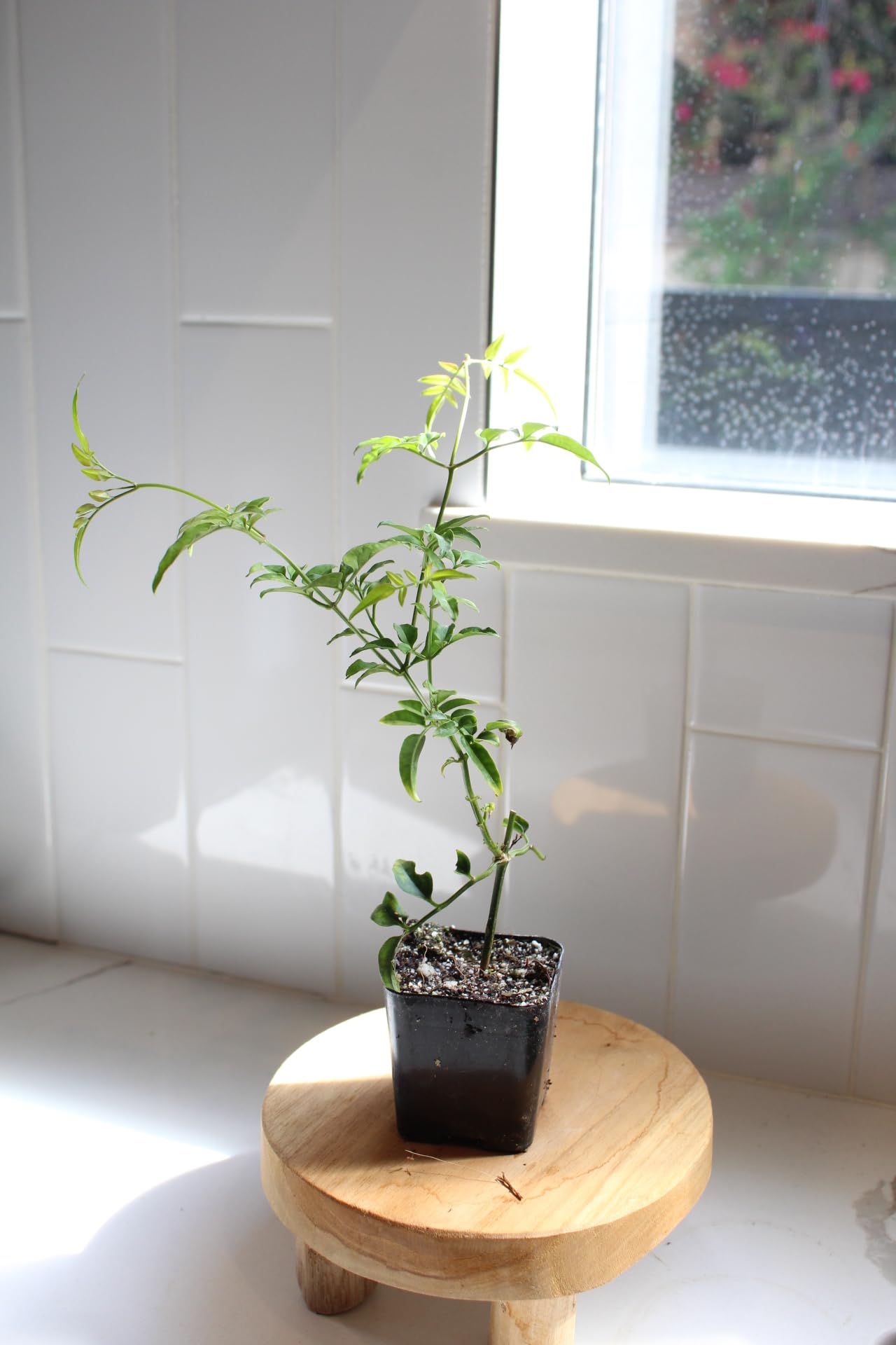 Mini Pink Jasmine Vine Starter Plant | Jasminum Polyanthum | 2 inch Pot