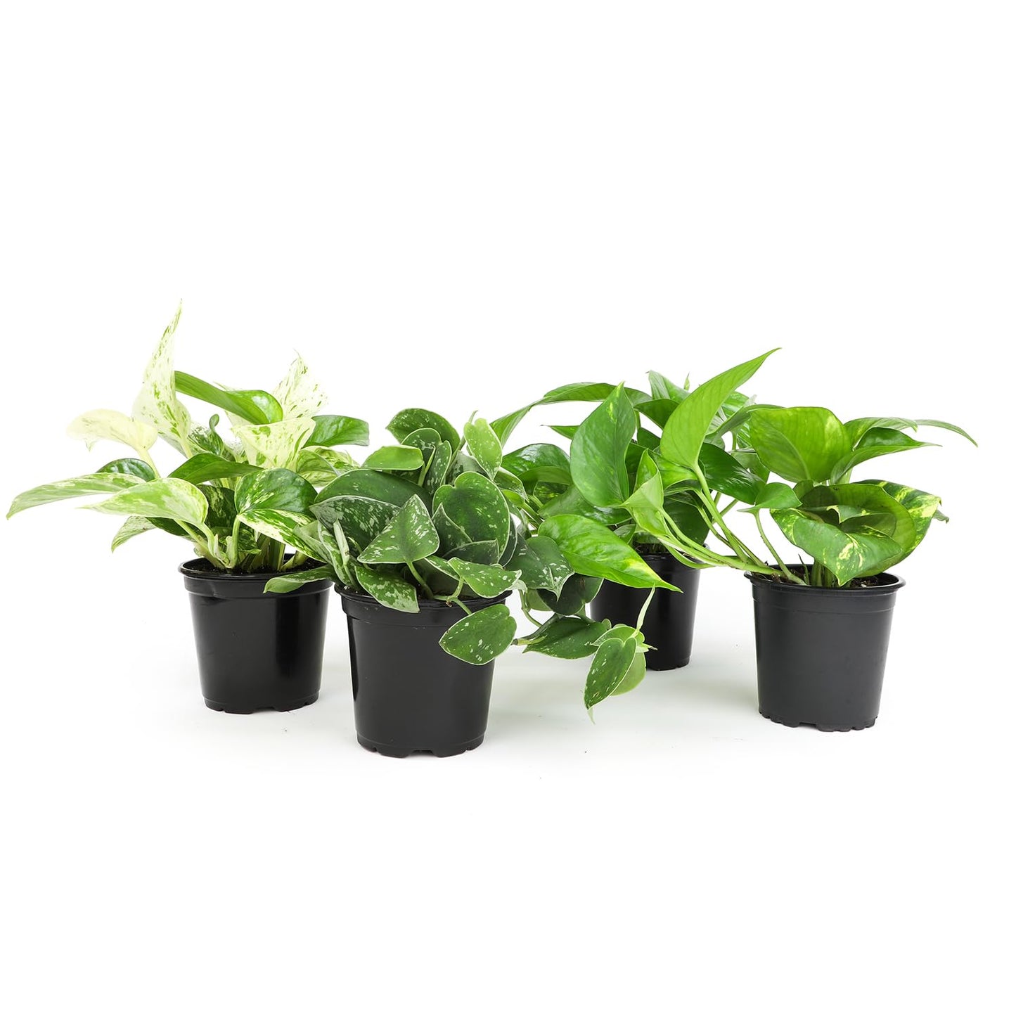 Live Pothos Plants (4PK) Indoor Plants Live Houseplants Mix Pack, Pothos Live Plant Box, Epipremnum Aureum, House Plants Indoors Live Plants, Real Plant Decor, Devils Ivy Vine by Plants for Pets