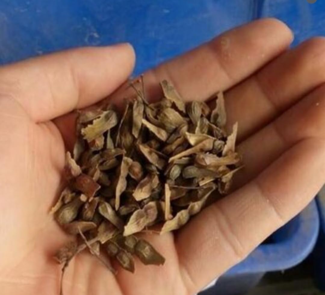 80 Seeds Red Maple Outdoors Maple Tree Seeds Acer rubrum PeavyTailor
