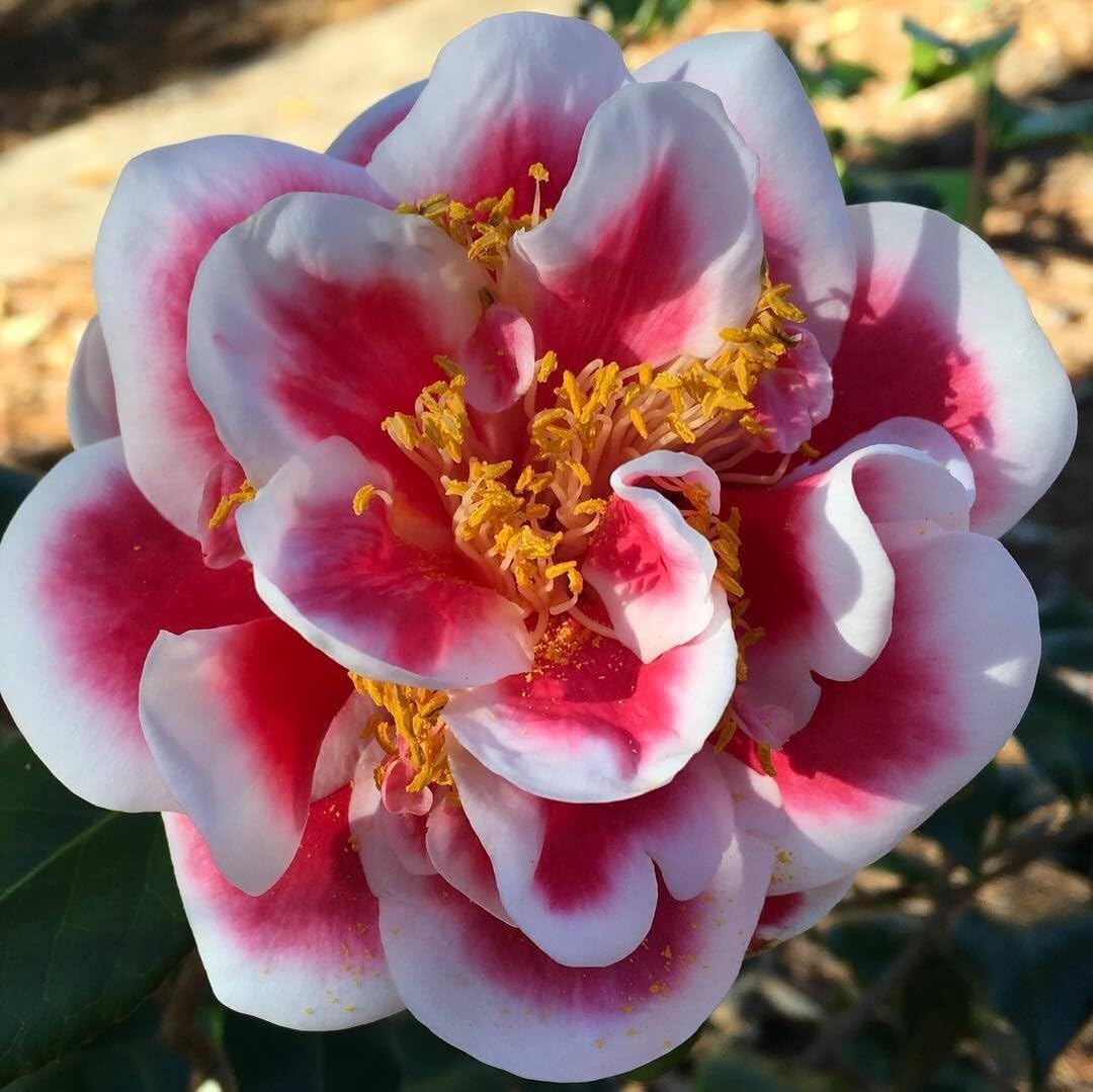 Live Plant - Tama No Ura Unique Bloom Camellia Japonica-Live Starter Plant