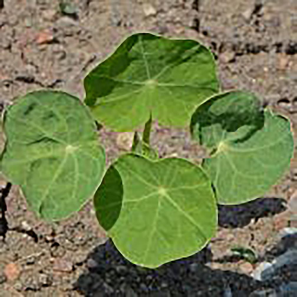 Tom Thumb Nasturtium Seeds - Great Ground Cover