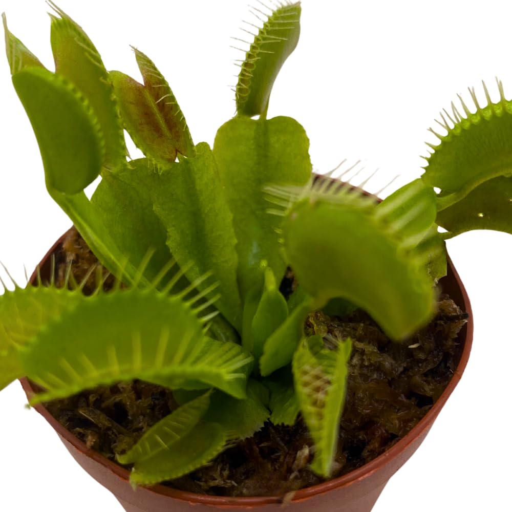 BubbleBlooms Carnivorous Plant in 2 inch Pot, Perennial Living Bug Catcher Tiny Mini Pixie Plant