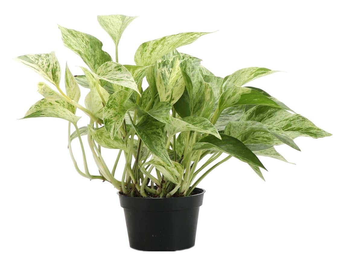 Live Marble Queen Pothos Plant, Epipremnum Aureum, Devil's Ivy, Live Indoor Plant, 4" Diameter Pot
