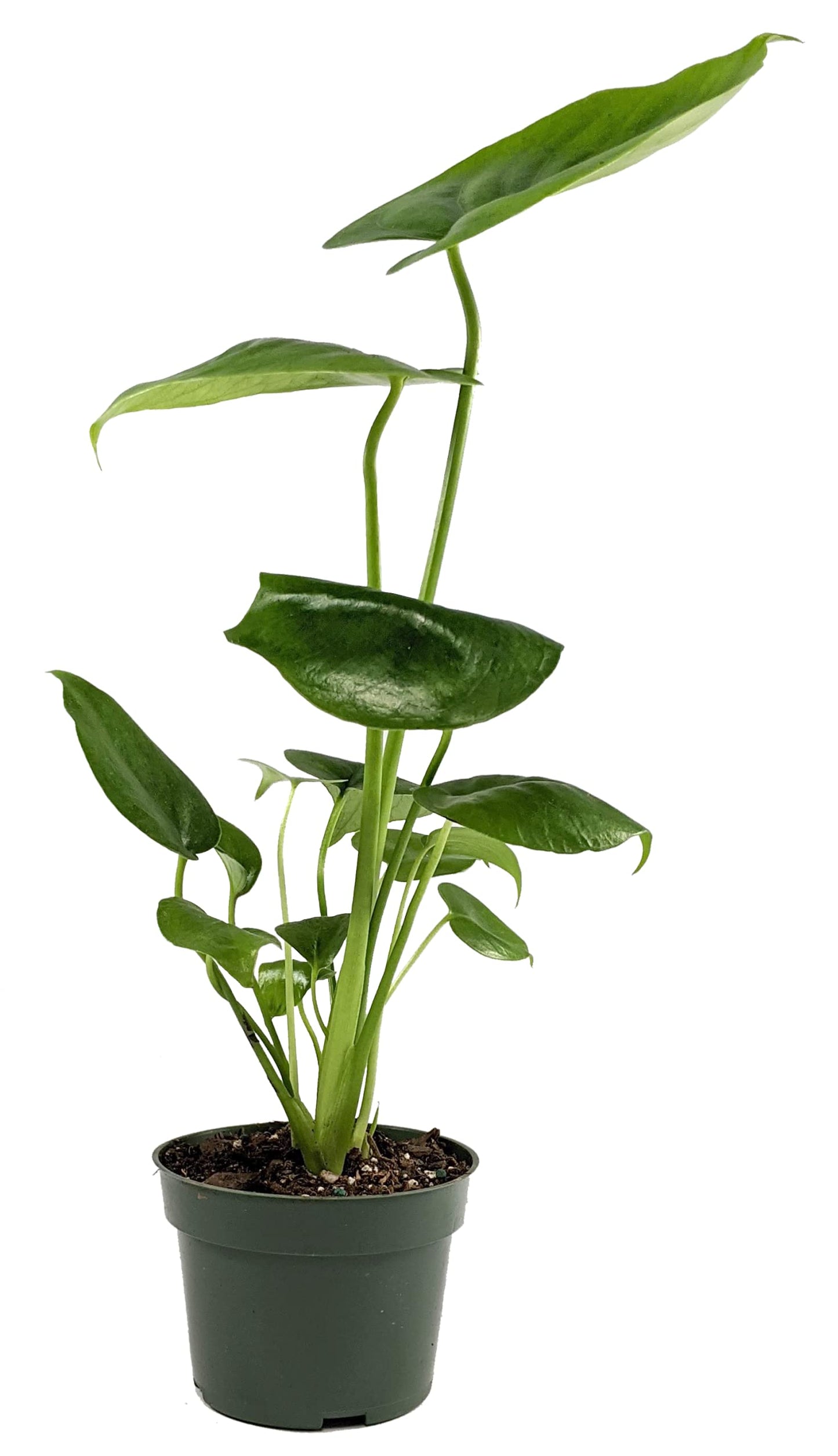 Generic, Monstera deliciosa (Philodendron Monstera, Swiss-Cheese Plant) Live Indoor House Plant, 4 inchPot