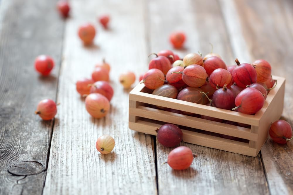 Pink Pixwell Gooseberry Seedling (12–18") – Hardy Bush with Sweet-Tart Berries (1 Seedling)