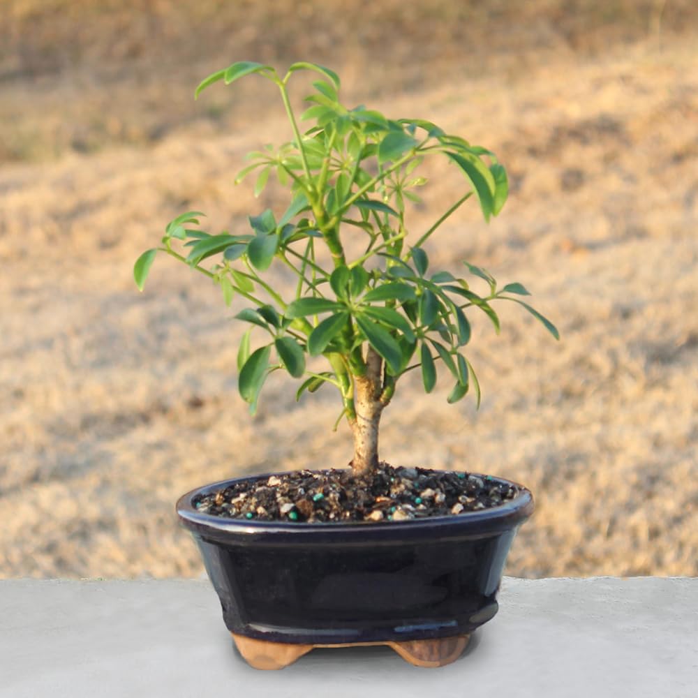 Brussel's Bonsai Live Hawaiian Umbrella Bonsai Tree - Small, 3 Year, 4 to 7 Inches Tall - Indoor Bonsai Tree with Ceramic Bonsai Pot