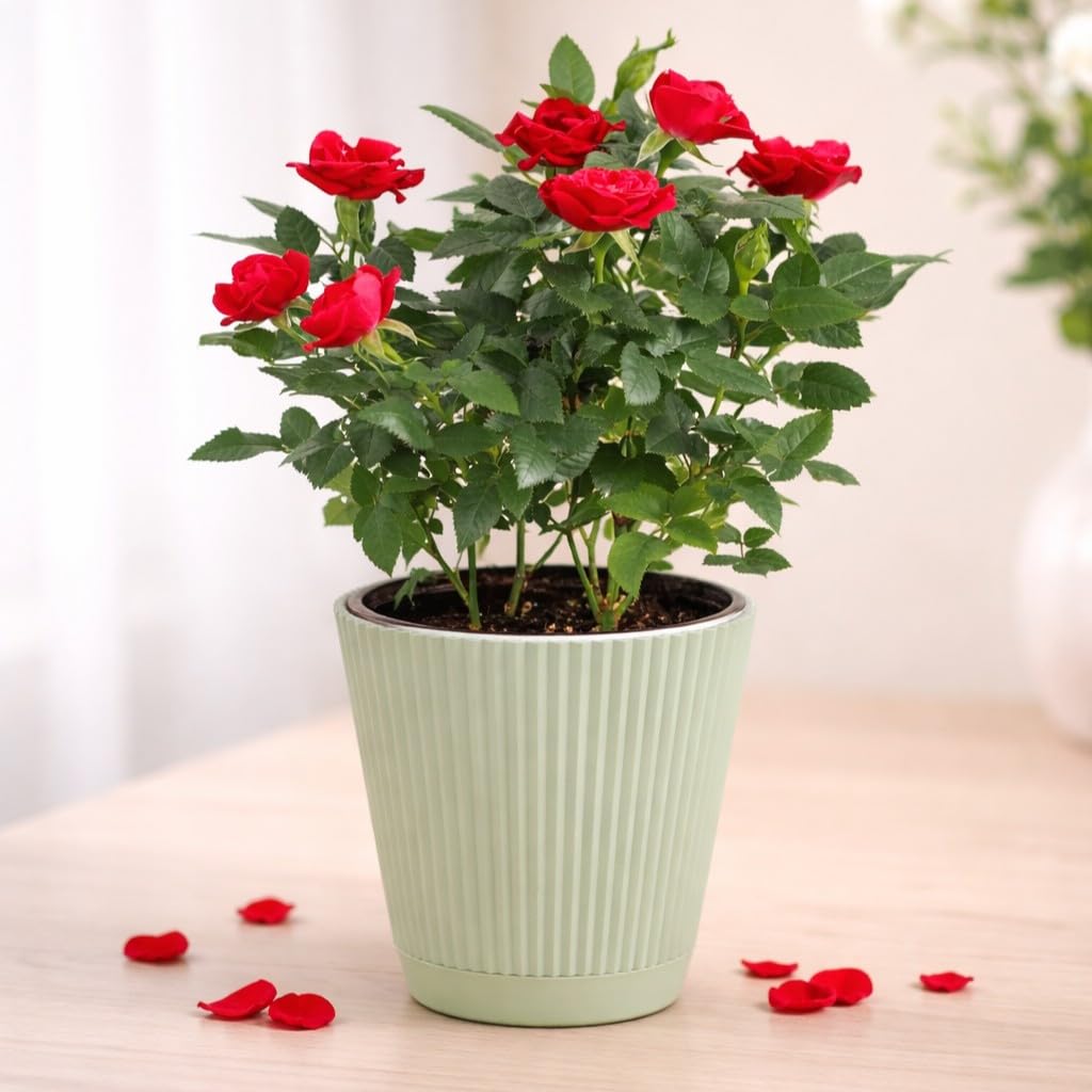 Thorsen's Greenhouse Mini Rose Bush, Spring Blooming Live Plant, Suprise Bloom Color, Gift for Mom, 4" Diameter Plant (Sage)