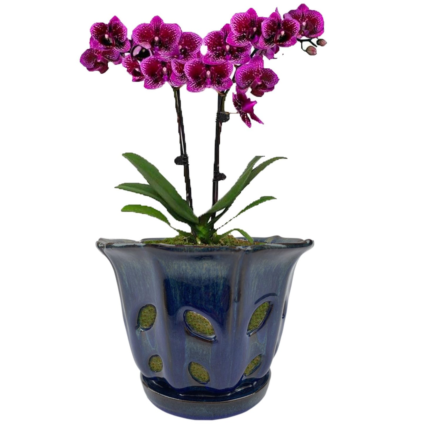 Grdthzey Ceramic Orchid Pots with Holes 6 inch (Dark Blue)